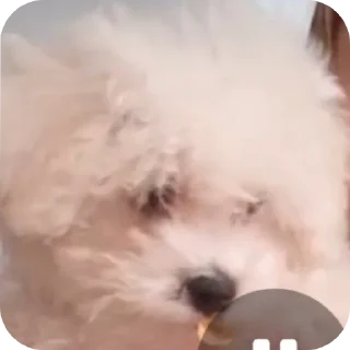 🤲 emoji собаки герыча Telegram sticker 16 of 34