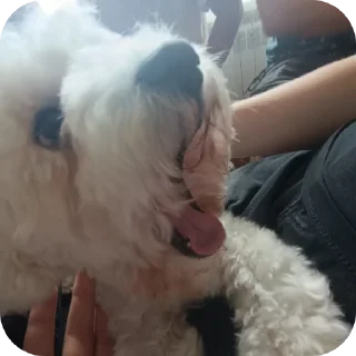 ✋ emoji собаки герыча Telegram sticker 20 of 34