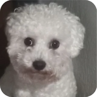 🐶 emoji собаки герыча Telegram sticker 9 of 34