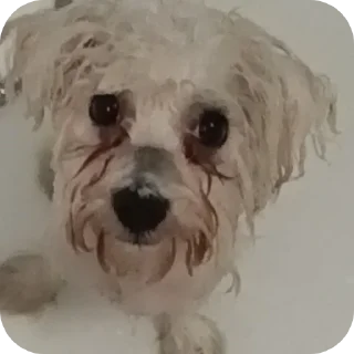 🐶 emoji собаки герыча Telegram sticker 15 of 34