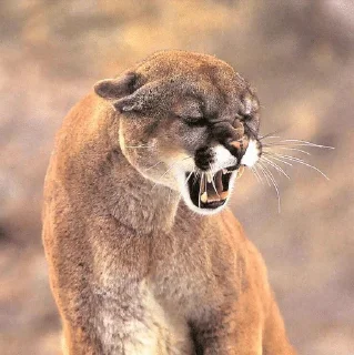 🌟 emoji Puma ( cougar,mountain lion 💋) Telegram sticker 5 of 52