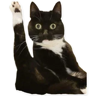 👋 emoji всратые коты Telegram sticker 16 of 34