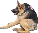 Sticker from Всратые животные