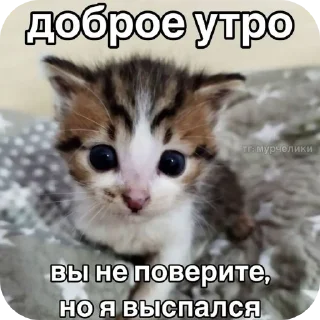 🐱 emoji Ы а э у эээ Telegram sticker 23 of 120