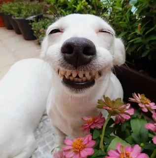 🌟 emoji Собака-Улибака Telegram sticker 7 of 30