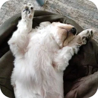 💤 emoji Уши победа трусы Telegram sticker 20 of 61