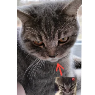 🐱 emoji Уши победа трусы Telegram sticker 12 of 61