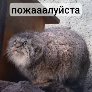🙏 emoji Манулы от Хельга Telegram sticker 18 of 85