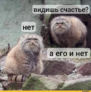 😢 emoji Манулы от Хельга Telegram sticker 10 of 85