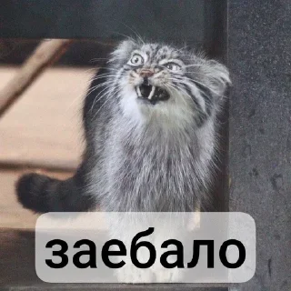 🤬 emoji Манулы от Хельга Telegram sticker 5 of 85