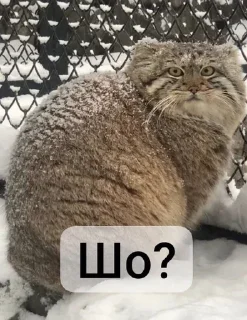 ❔ emoji Манулы от Хельга Telegram sticker 3 of 85