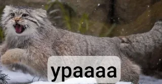 😄 emoji Манулы от Хельга Telegram sticker 22 of 85