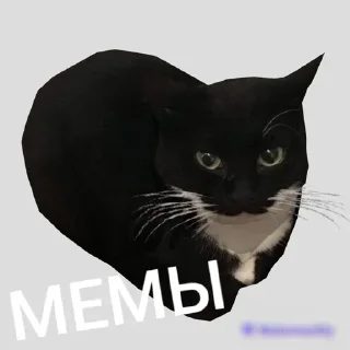 Sticker from Котики из дома и улицы
