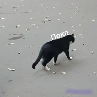Sticker from Котики из дома и улицы