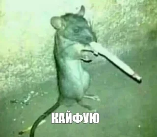 🚬 emoji дид инсаыт Telegram sticker 4 of 97