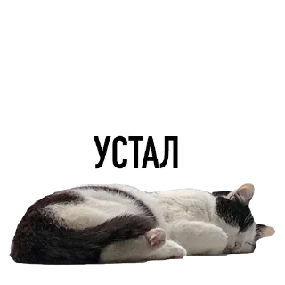 😴 emoji китики Telegram sticker 19 of 21