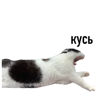 🍔 emoji китики Telegram sticker 21 of 21