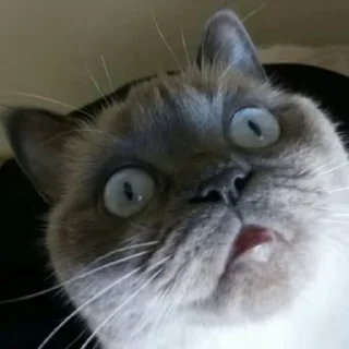 😨 emoji catsmemesFL Telegram sticker 8 of 50