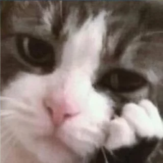 😕 emoji catsmemesFL Telegram sticker 10 of 50