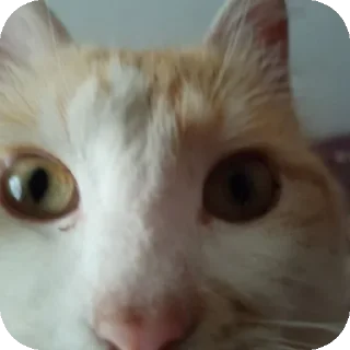 🐱 emoji Cotiki😍 Telegram sticker 6 of 120