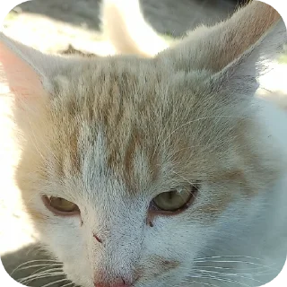 🐱 emoji Cotiki😍 Telegram sticker 20 of 120