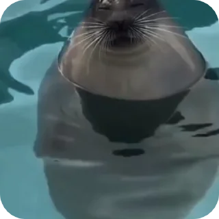 🌟 emoji тюленчики Telegram sticker 6 of 24
