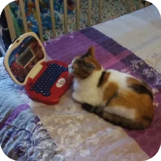 🐱 emoji Арсовые Telegram sticker 8 of 98
