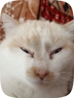 😺 emoji Мистер Александр и т.д Telegram sticker 7 of 49