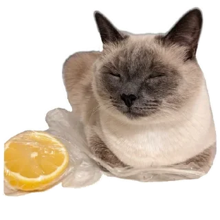 🍋 emoji Коты Telegram sticker 24 of 78