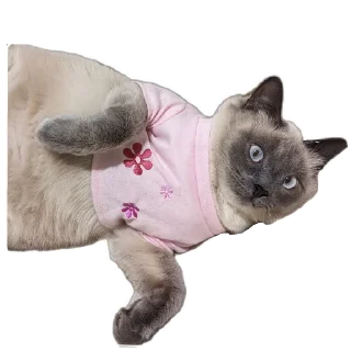 🐱 emoji Коты Telegram sticker 21 of 78