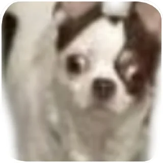 🐶 emoji Женины жопы Telegram sticker 5 of 20