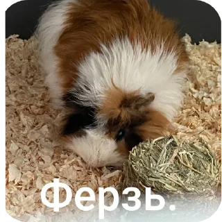 🐶 emoji Женины жопы Telegram sticker 17 of 20
