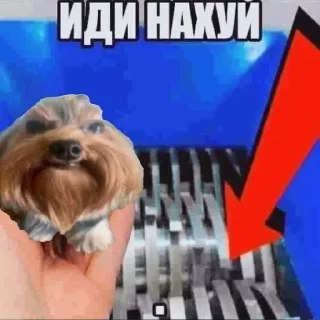 🖕 emoji Собака Telegram sticker 5 of 19