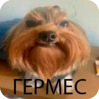 🐶 emoji Собака Telegram sticker 18 of 19