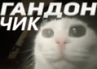 🙀 emoji Коллекция Гандончиков Telegram sticker 11 of 14