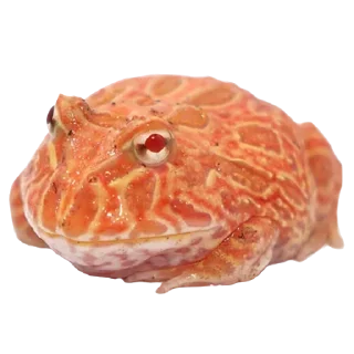 🐸 emoji колекція жабенят Telegram sticker 23 of 28