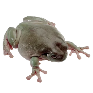 🐸 emoji колекція жабенят Telegram sticker 9 of 28