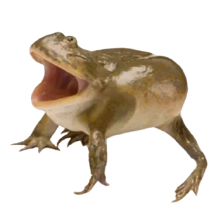 🐸 emoji колекція жабенят Telegram sticker 14 of 28