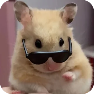 🤯 emoji Мемні тваринки 😜 by: @HyaLans Telegram sticker 15 of 71