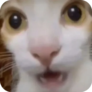 🐱 emoji джізес Telegram sticker 17 of 30