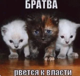 🌟 emoji шайлушай Telegram sticker 15 of 112