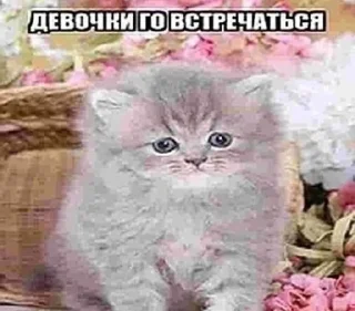 🌟 emoji шайлушай Telegram sticker 16 of 112