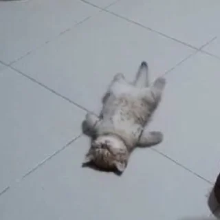 😣 emoji котики - наркотики Telegram sticker 11 of 65