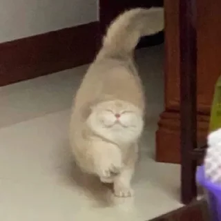 🥴 emoji котики - наркотики Telegram sticker 17 of 65