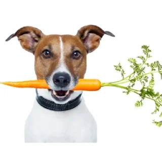 🥕 emoji Сабака абассяка Telegram sticker 22 of 23