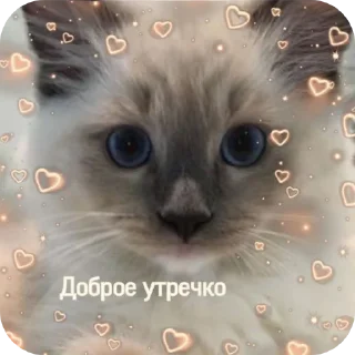 🐱 emoji С добрым утром Telegram sticker 12 of 40