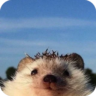 😇 emoji Hedgehogs • @Earth928B Telegram sticker 18 of 50