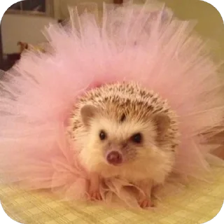 👸 emoji Hedgehogs • @Earth928B Telegram sticker 16 of 50