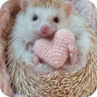 ❤ emoji Hedgehogs • @Earth928B Telegram sticker 19 of 50