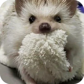 😡 emoji Hedgehogs • @Earth928B Telegram sticker 8 of 50